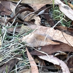 Scopula rubraria at O'Connor, ACT - 16 Mar 2023 05:03 PM