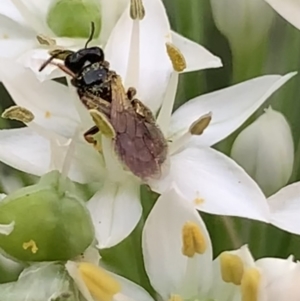 Exoneura sp. (genus) at Dulwich Hill, NSW - 16 Mar 2023