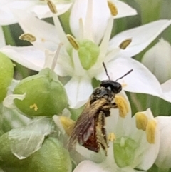 Exoneura sp. (genus) at Dulwich Hill, NSW - 16 Mar 2023