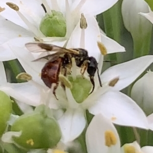 Exoneura sp. (genus) at Dulwich Hill, NSW - 16 Mar 2023