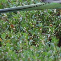 Polygonum arenastrum at Greenway, ACT - 16 Mar 2023 11:06 AM