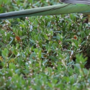 Polygonum arenastrum at Greenway, ACT - 16 Mar 2023 11:06 AM