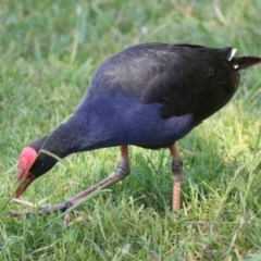 Porphyrio melanotus (Australasian Swamphen) at Greenway, ACT - 16 Mar 2023 by RodDeb