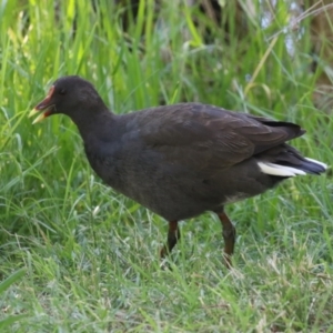 Gallinula tenebrosa at Greenway, ACT - 16 Mar 2023 11:48 AM