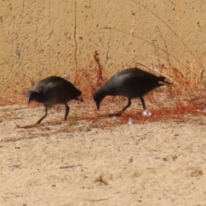 Gallinula tenebrosa at Greenway, ACT - 16 Mar 2023 11:48 AM