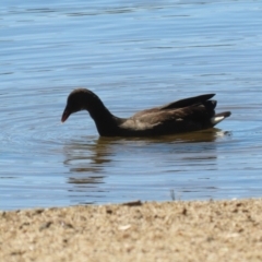 Gallinula tenebrosa at Greenway, ACT - 16 Mar 2023