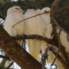 Cacatua sanguinea (Little Corella) at Lake Tuggeranong - 16 Mar 2023 by RodDeb