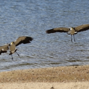 Vanellus miles at Greenway, ACT - 16 Mar 2023