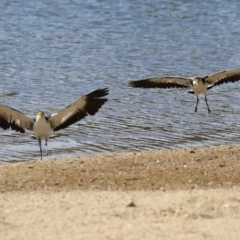 Vanellus miles at Greenway, ACT - 16 Mar 2023