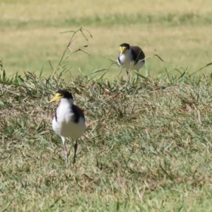 Vanellus miles at Greenway, ACT - 16 Mar 2023