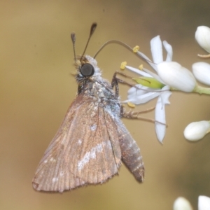 Taractrocera papyria at Cotter River, ACT - 15 Mar 2023 02:22 PM