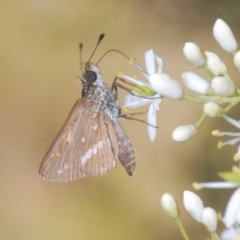 Taractrocera papyria at Cotter River, ACT - 15 Mar 2023 02:22 PM