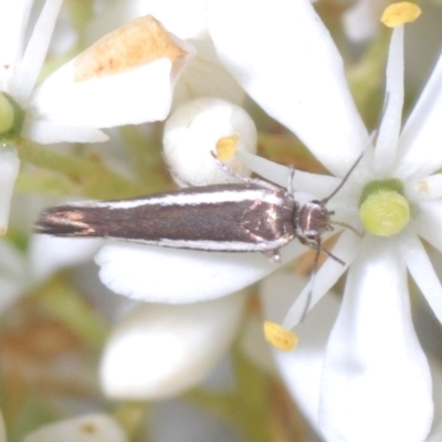 Scythris diatoma (A Gelechioid moth) at Cotter River, ACT - 15 Mar 2023 by Harrisi