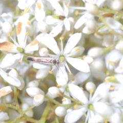 Scythris diatoma at Cotter River, ACT - 15 Mar 2023 02:23 PM