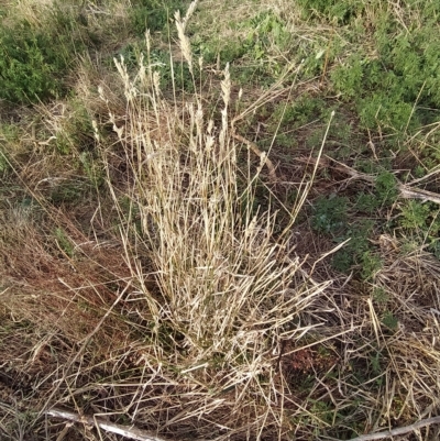 Phalaris aquatica (Phalaris, Australian Canary Grass) at Fadden, ACT - 16 Mar 2023 by KumikoCallaway