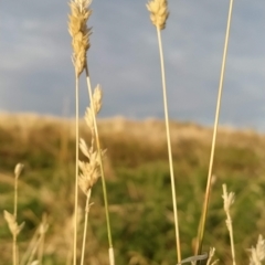 Phalaris aquatica at Fadden, ACT - 16 Mar 2023