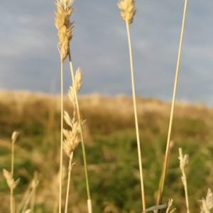 Phalaris aquatica at Fadden, ACT - 16 Mar 2023