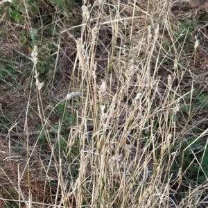 Phalaris aquatica at Fadden, ACT - 16 Mar 2023