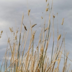 Phalaris aquatica at Fadden, ACT - 16 Mar 2023