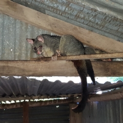 Trichosurus vulpecula (Common Brushtail Possum) at Braidwood, NSW - 16 Mar 2023 by MatthewFrawley