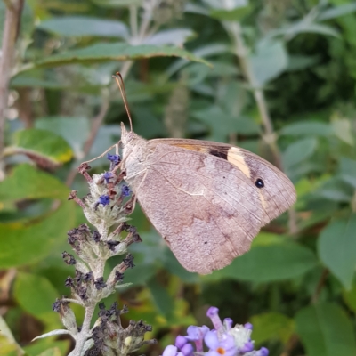 Heteronympha merope (Common Brown Butterfly) at Braidwood, NSW - 16 Mar 2023 by MatthewFrawley