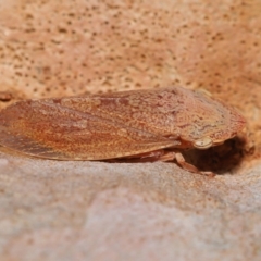 Stenocotis depressa at Capalaba, QLD - 12 Mar 2023 10:24 AM