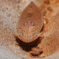 Stenocotis depressa at Capalaba, QLD - 12 Mar 2023 10:24 AM