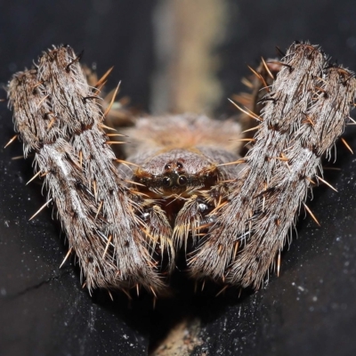 Araneinae (subfamily) (Orb weaver) at Wellington Point, QLD - 15 Mar 2023 by TimL