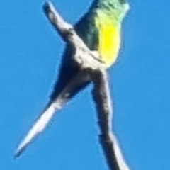 Psephotus haematonotus (Red-rumped Parrot) at Dunlop Grasslands - 16 Mar 2023 by Kyra