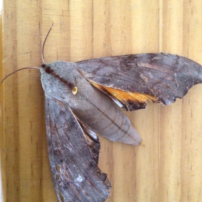 Coequosa australasiae at Pambula, NSW - 15 Mar 2023 by elizabethgleeson