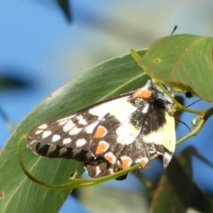 Delias aganippe (Spotted Jezebel) at Bicentennial Park - 16 Mar 2023 by Paul4K