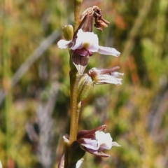 Paraprasophyllum alpestre (Mauve leek orchid) at Cotter River, ACT - 16 Mar 2023 by JohnBundock