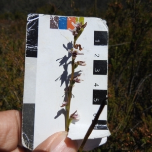 Paraprasophyllum alpestre at Cotter River, ACT - suppressed