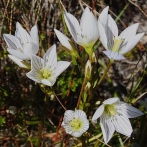 Gentianella muelleriana subsp. jingerensis at Cotter River, ACT - suppressed