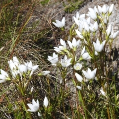 Gentianella muelleriana subsp. jingerensis at Cotter River, ACT - suppressed