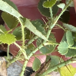 Rosa rubiginosa at Cook, ACT - 17 Mar 2023 11:17 AM