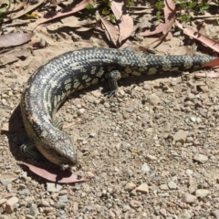 Tiliqua nigrolutea (Blotched Blue-tongue) at Bimberi Nature Reserve - 16 Mar 2023 by JohnBundock