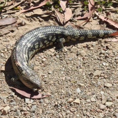 Tiliqua nigrolutea (Blotched Blue-tongue) at Bimberi, NSW - 16 Mar 2023 by JohnBundock