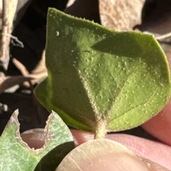 Hedera sp. (helix or hibernica) (Ivy) at Aranda Bushland - 17 Mar 2023 by lbradley