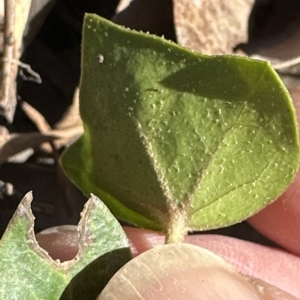 Hedera sp. (helix or hibernica) at Point 73 - 17 Mar 2023