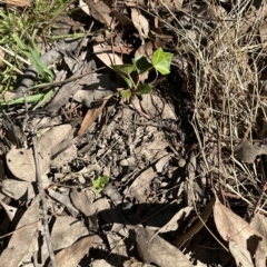 Hedera sp. (helix or hibernica) at Point 73 - 17 Mar 2023