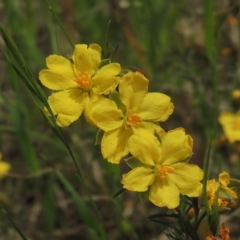 Hibbertia calycina (Lesser Guinea-flower) at Bruce Ridge to Gossan Hill - 30 Oct 2022 by michaelb