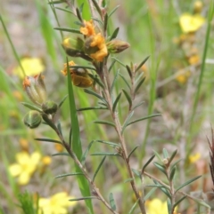 Hibbertia calycina at Bruce, ACT - 30 Oct 2022