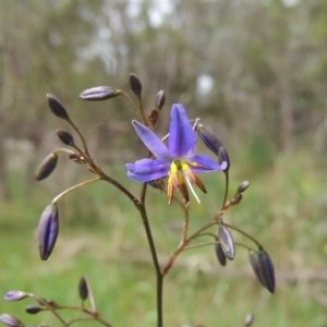 Dianella revoluta at Bruce, ACT - 30 Oct 2022