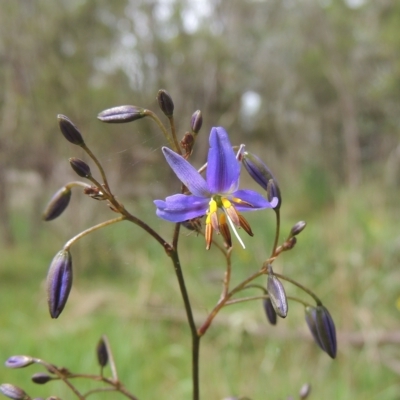 Dianella revoluta (Black-Anther Flax Lily) at Flea Bog Flat, Bruce - 30 Oct 2022 by michaelb