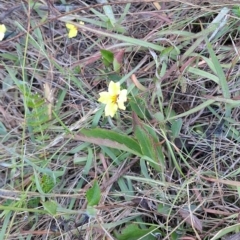 Goodenia hederacea subsp. hederacea (Ivy Goodenia, Forest Goodenia) at Fadden, ACT - 15 Mar 2023 by LPadg