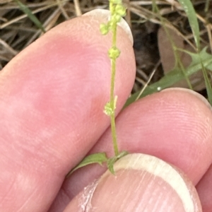 Einadia nutans at Cook, ACT - 17 Mar 2023 01:28 PM