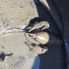 Cherax destructor (Common Yabby) at O'Connor, ACT - 16 Mar 2023 by ChrisHolder