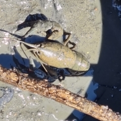 Cherax destructor at O'Connor, ACT - 16 Mar 2023