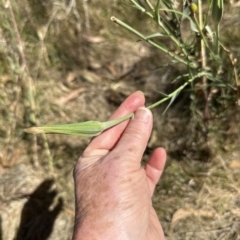 Tragopogon dubius (Goatsbeard) at Molonglo Valley, ACT - 17 Mar 2023 by lbradley